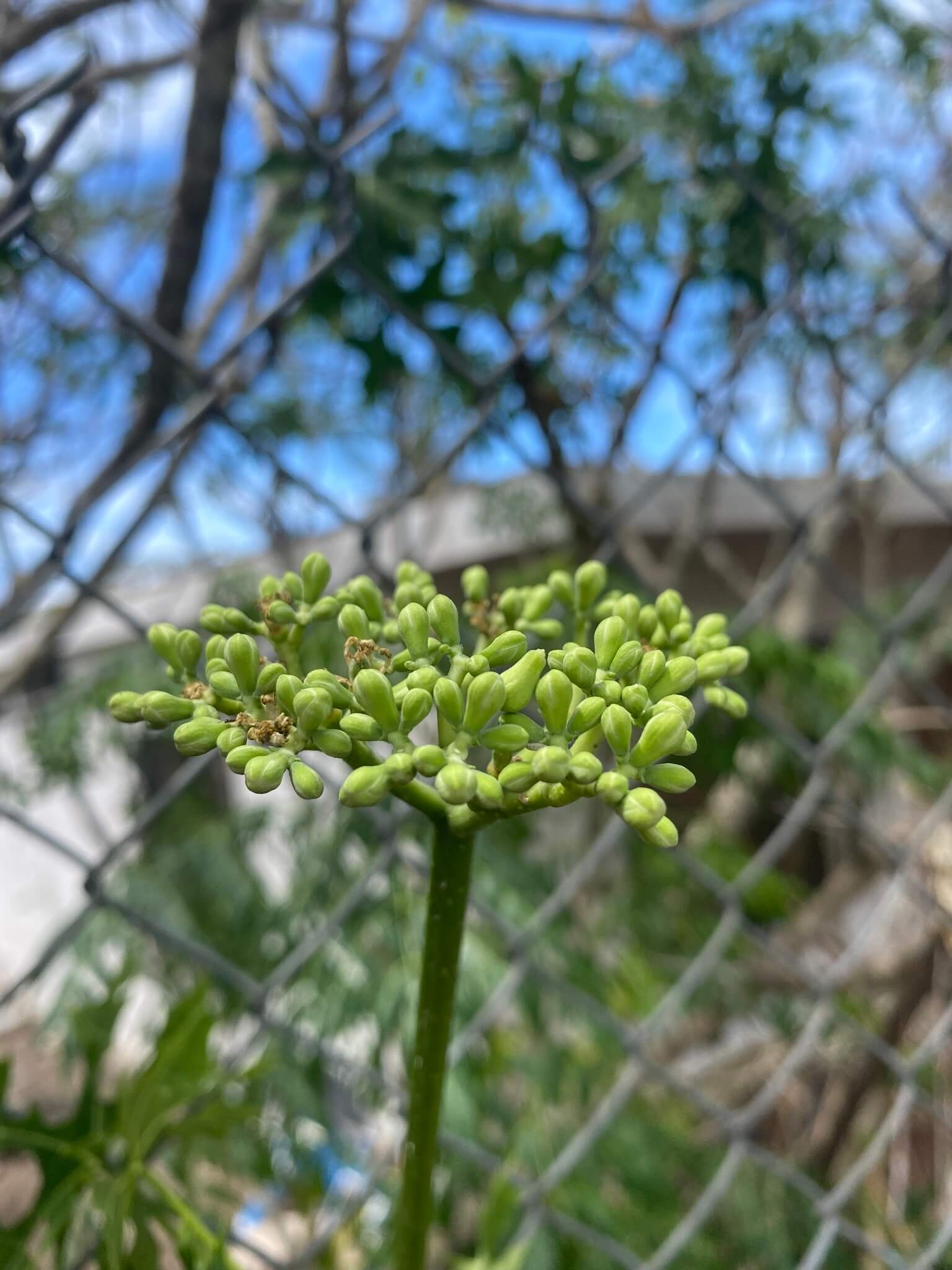 Cnidoscolus aconitifolius  